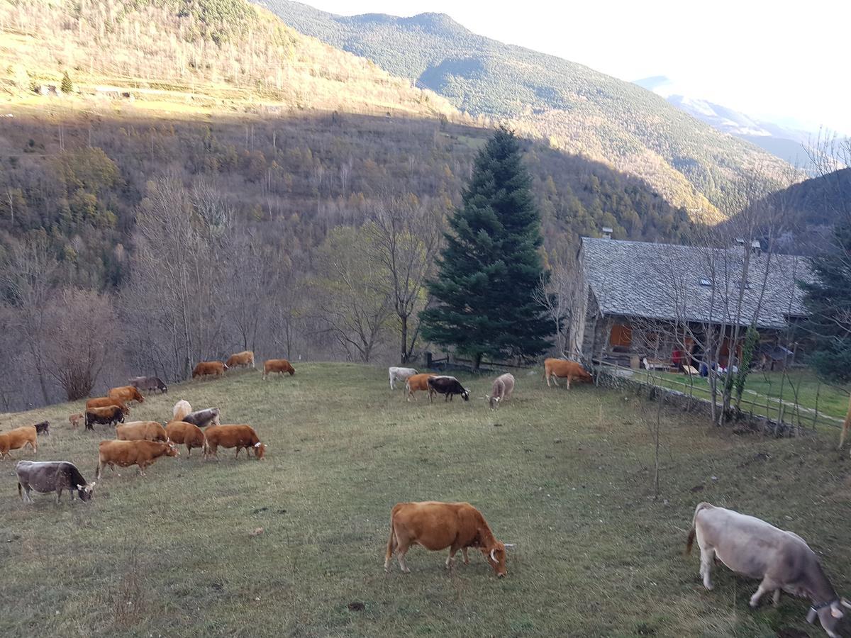 Rural L'ortiga Blanca * Queralbs